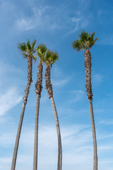 Four Palm Trees isolated against a blue sky with light clouds