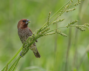 Scaly-breasted Munia shot at Malacca Malaysia