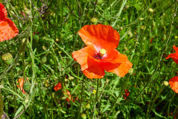 Fototapeta premium ENGLISH SUMMER FLOWERS