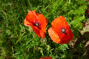 ENGLISH SUMMER FLOWERS