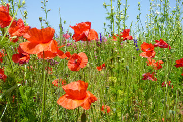 Obraz premium ENGLISH SUMMER FLOWERS