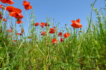 ENGLISH SUMMER FLOWERS