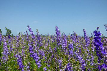 Obraz premium ENGLISH SUMMER FLOWERS