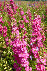 ENGLISH SUMMER FLOWERS