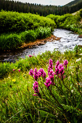 pink flowers by mountain stream