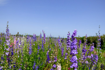 ENGLISH SUMMER FLOWERS