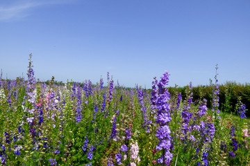 ENGLISH SUMMER FLOWERS