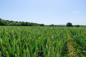 ENGLISH SUMMER FLOWERS