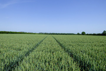 ENGLISH SUMMER FLOWERS