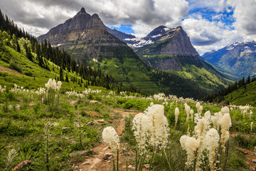 Mountains and Wildflowers of Glacier National Park on the Going-to-the-Sun Road - obrazy, fototapety, plakaty