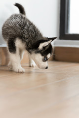 Fototapeta premium a black siberian husky puppy portrait with blue eyes in a lit minimalistic background 