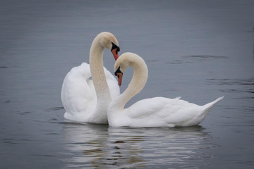 swans courting