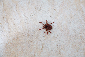 A true ixodid mite blood sucking parasite carrying the acarid disease sits on a On a white field on a hot summer day, hunting in anticipation of the victim