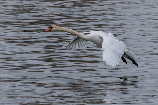 Swan In Flight