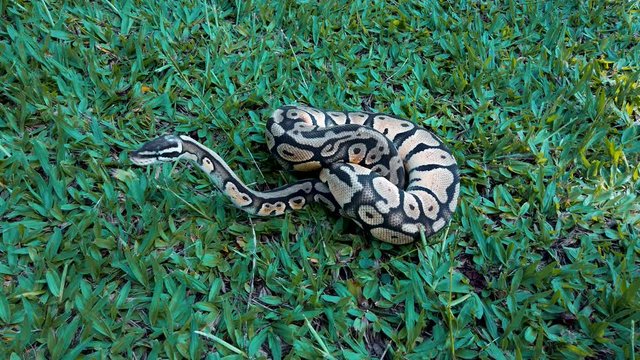 Snake (Python regius) prepared to attack.