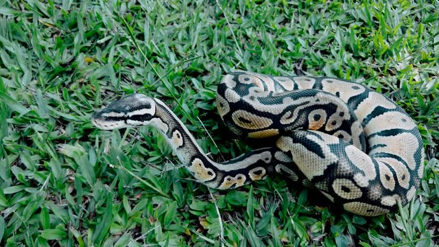 Close up on python ball on the grass.