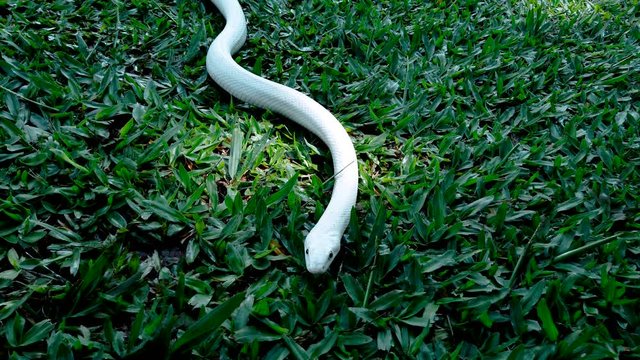 Leucistic rat snake walking through the grass.