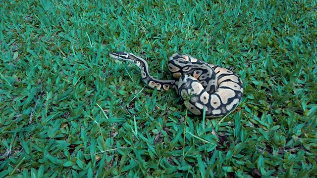 Python ball (Python regius) looking intently ahead, probably spotted prey. 