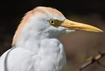 Cattle Egret - Bubulcus ibis