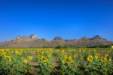 Sunflower field nature with mountain background, beautiful sunflower, landscape of sunflowers
