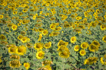 Sunflower field nature with mountain background, beautiful sunflower, landscape of sunflowers