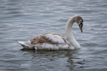 swan on the lake