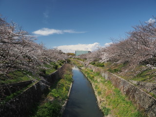 Fototapeta na wymiar 名古屋の桜の名所　満開の山崎川