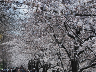 名古屋の桜の名所　満開の山崎川