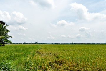 View of paddy fields in the Philippines