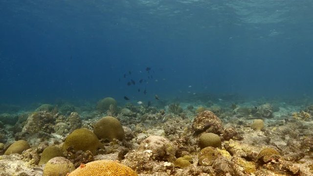 Seascape of coral reef in the Caribbean Sea around Curacao with fish, coral and sponge, view to surface and sunbeams