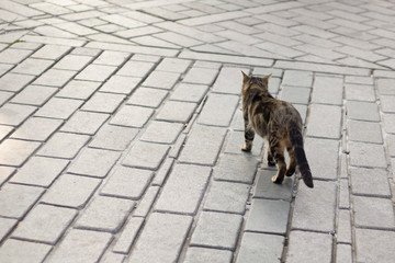 The cat is looking at the camera while walking on the pavement. It has white and gray patterns.