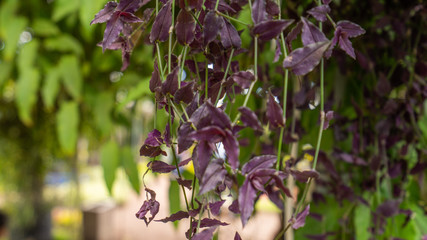 Plantas en Atlixco  puebla