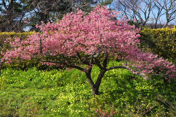 美しい舘山寺桜