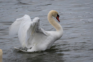 Fototapeta premium swan flapping