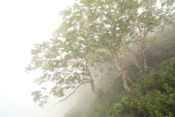 霧の森