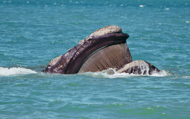 Whale Mouth