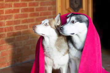 two siberian husky dogs cover with a pink blanket staring at the same side outside a brick house with a wood door