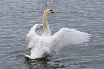 swan on the lake