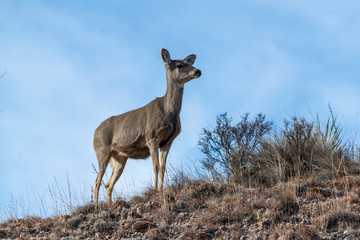 Deer standing on ridge against blue sky