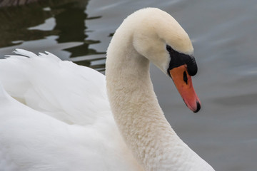 Obraz premium swan closeup