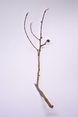 dried tree branches on white background. Part of single old and dead tree on white background. Dead tree isolated on white background.