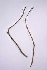 dried tree branches on white background. Part of single old and dead tree on white background. Dead tree isolated on white background.