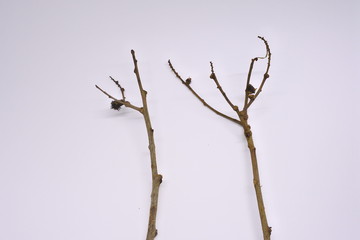 dried tree branches on white background. Part of single old and dead tree on white background. Dead tree isolated on white background.