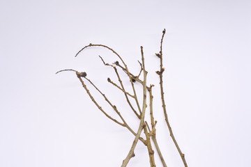 dried tree branches on white background. Part of single old and dead tree on white background. Dead tree isolated on white background.