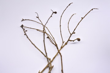 dried tree branches on white background. Part of single old and dead tree on white background. Dead tree isolated on white background.