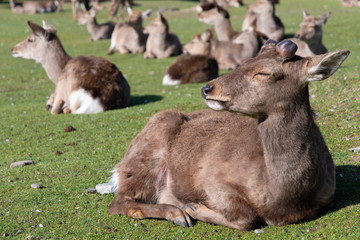 A group of deers in the grass of the Nara Park Japan