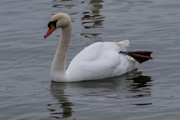 swan on the lake