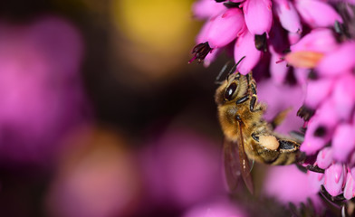 Close-up of a bee on a flower of purple heather against a brown background with space for text in...