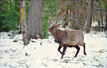 King of the Forest - maral of Mountain Altai