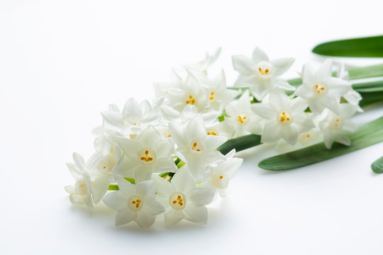 白水仙 Images Browse 40 Stock Photos Vectors And Video Adobe Stock